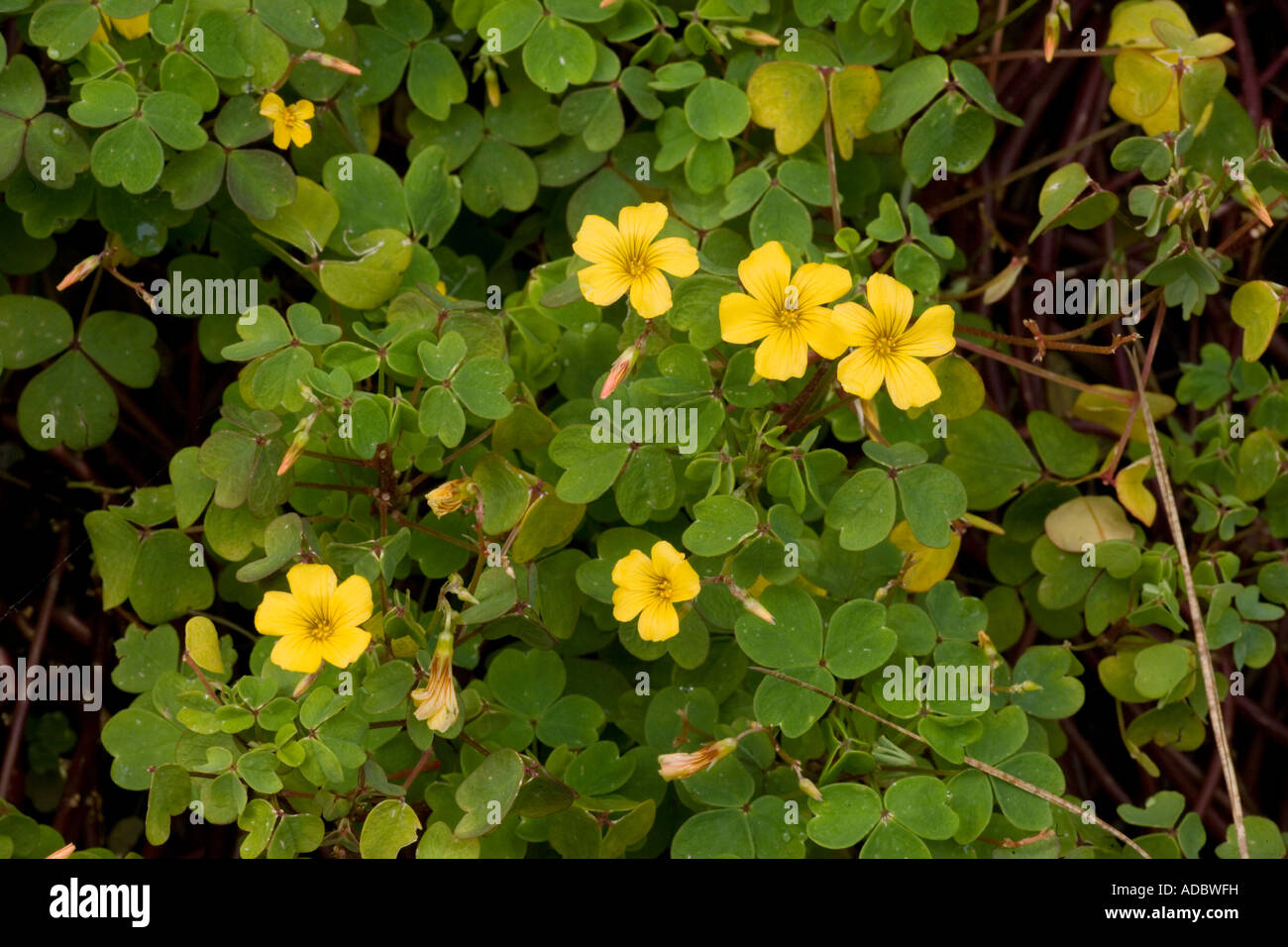 Eine Oxalis aus Mittelamerika Oxalis Spiralis Ssp vulcanicola