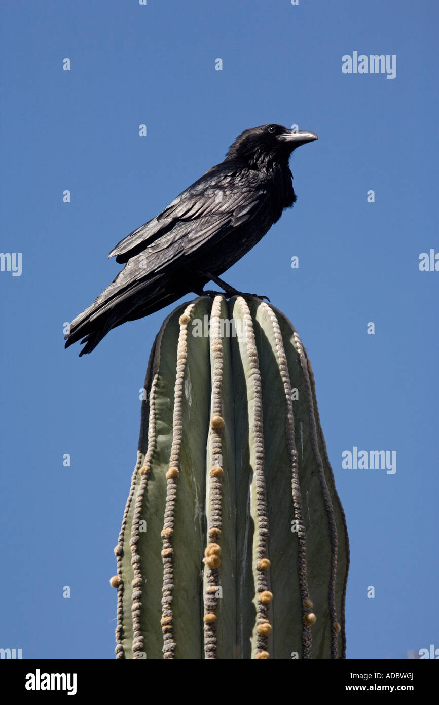 Raven (Corvus Corax) gehockt Cardon Kaktus (Pachycereus Pringlei) Sonora-Wüste, Westküste von Baja California, Mexiko Stockfoto