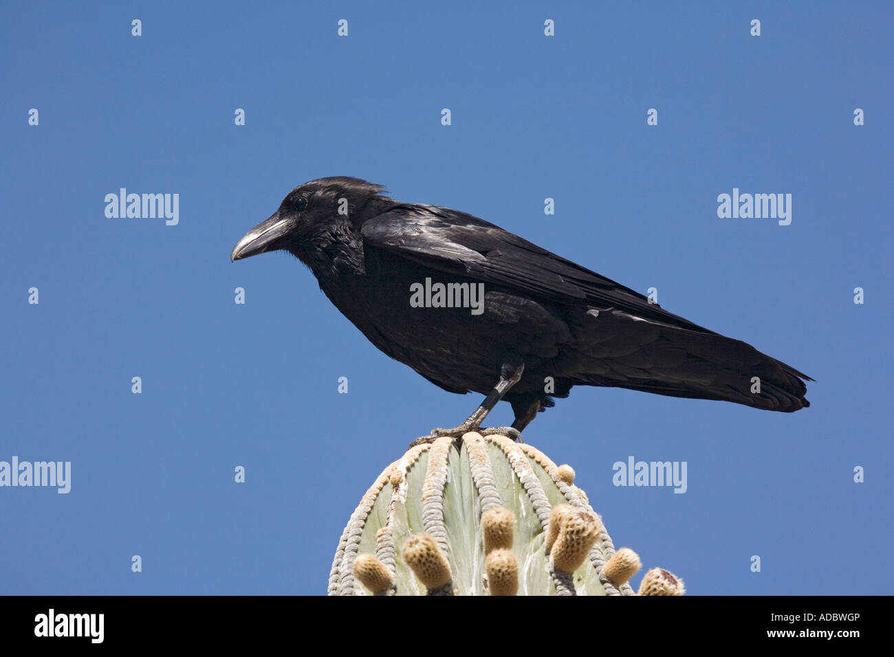 Corvus Corax auf Cardon Kaktus Sonoran Wüste Westküste von Baja California Mexiko thront Rabe Stockfoto