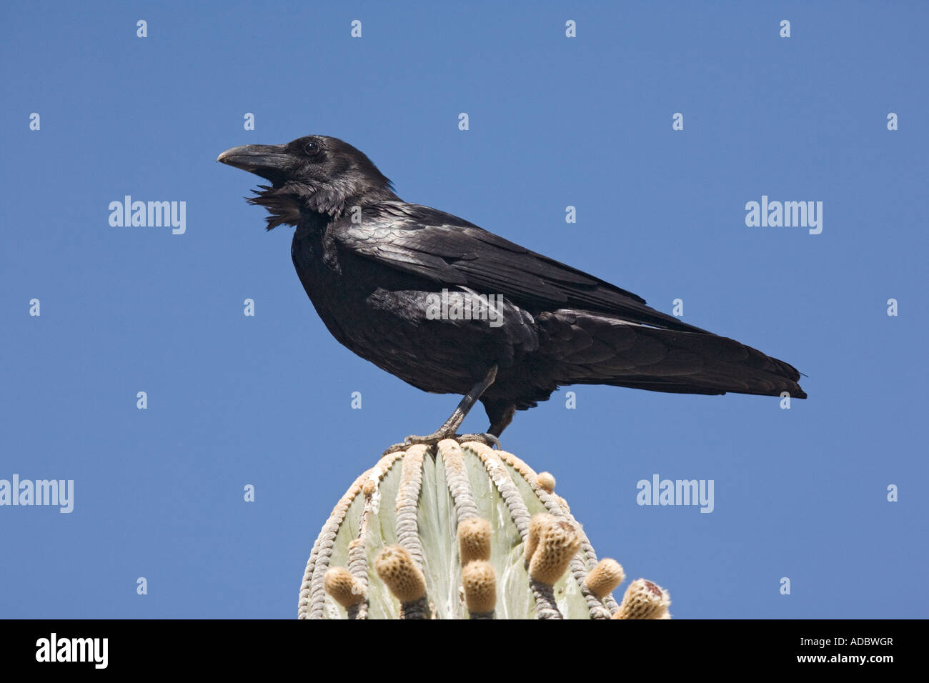 Raven (Corvus Corax) gehockt Cardon Kaktus (Pachycereus Pringlei) Sonora-Wüste, Westküste von Baja California, Mexiko Stockfoto