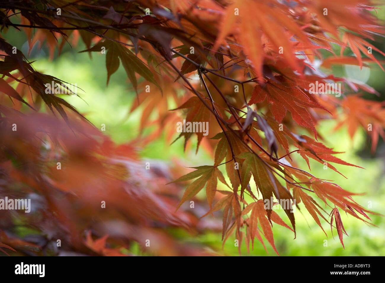 Acer Palmatum Atropurpureum zeigt Federblättern Stockfoto
