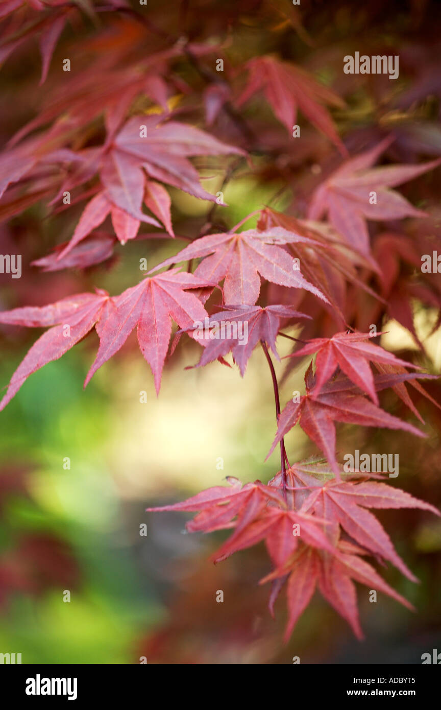 Acer Palmatum Atropurpureum zeigt Federblättern Stockfoto