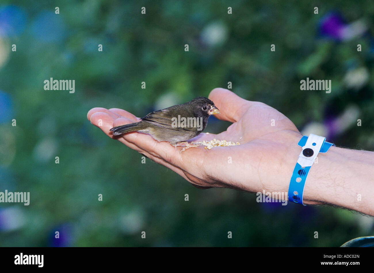 Black-faced Grassquit Tiaris bicolor Männchen Essen Samen von Hand Rocklands Montego Bay Jamaika Januar 2005 Stockfoto