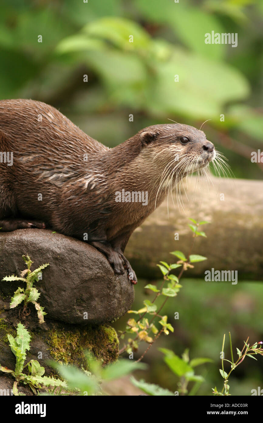 Asiatischen kurze Krallen Otter Amblonyx cinereus Stockfoto