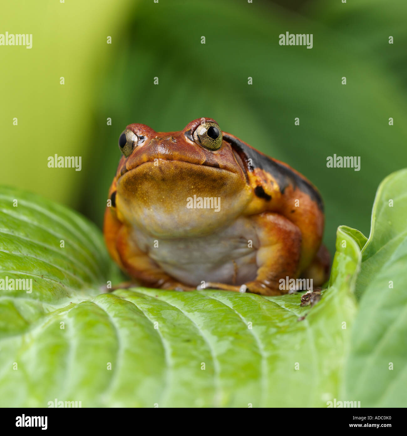 Madagassische Tomate Frosch Dyscorphus guineti Stockfoto