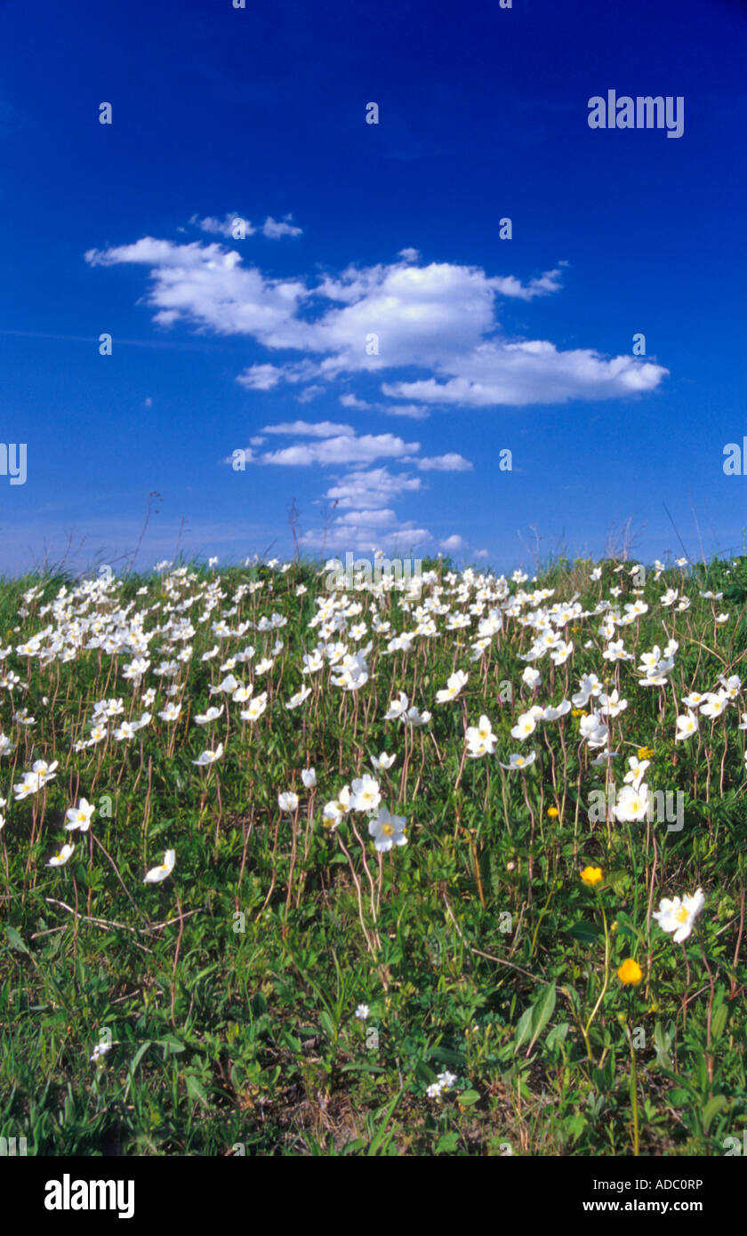 Snowdrop winflower (Anemone sylvestris) Stockfoto