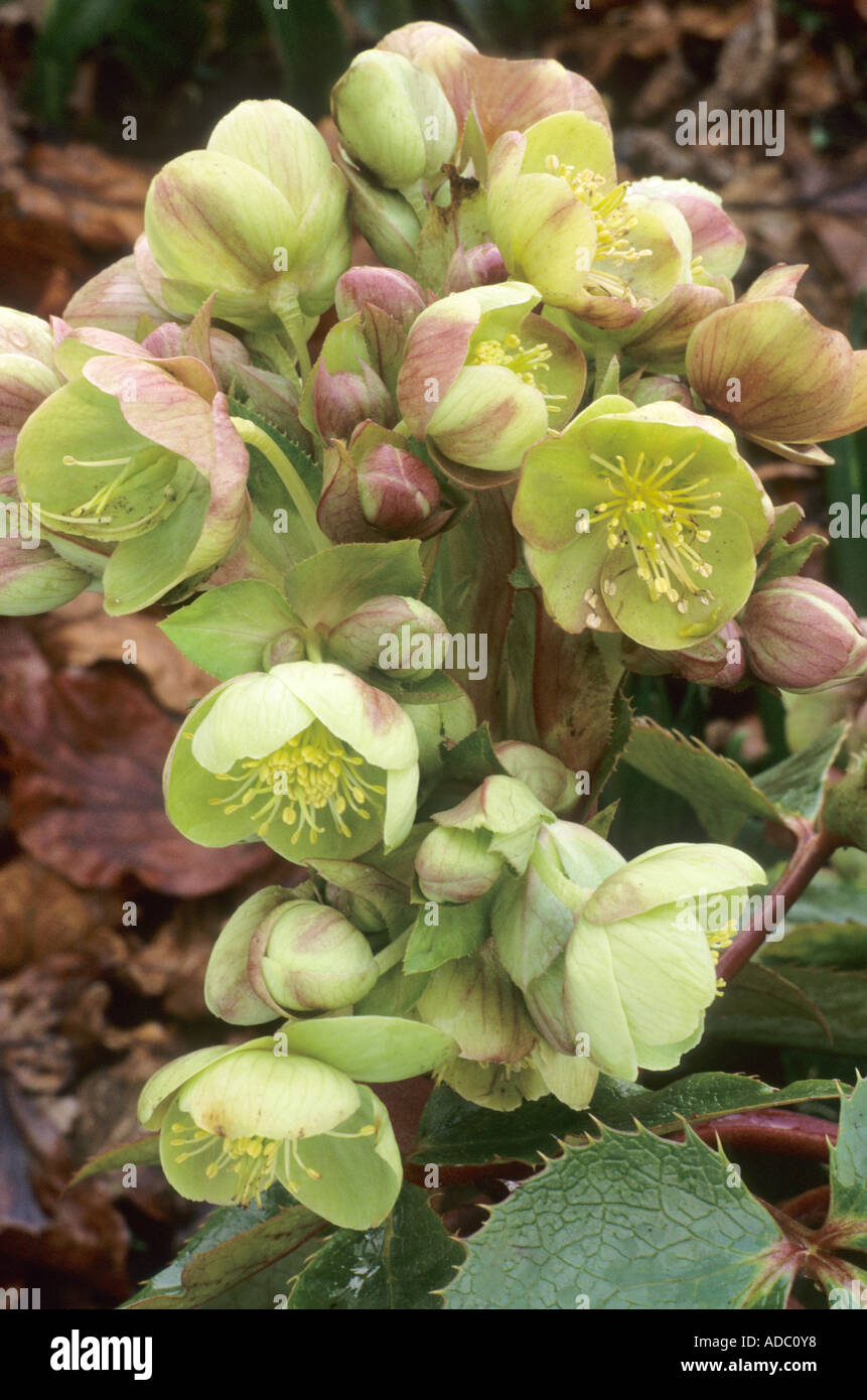 Helleborus X sternii, Christrose, Fastenzeit Rose Stockfoto