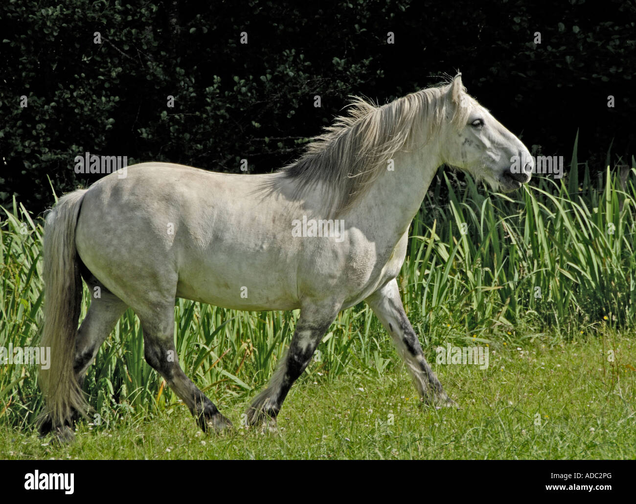 Grey Highland Pony Trab. Lochletter Farm, Glen Urquhart, Inverness-Shire, Schottland, U. Ich l , Europa. Stockfoto