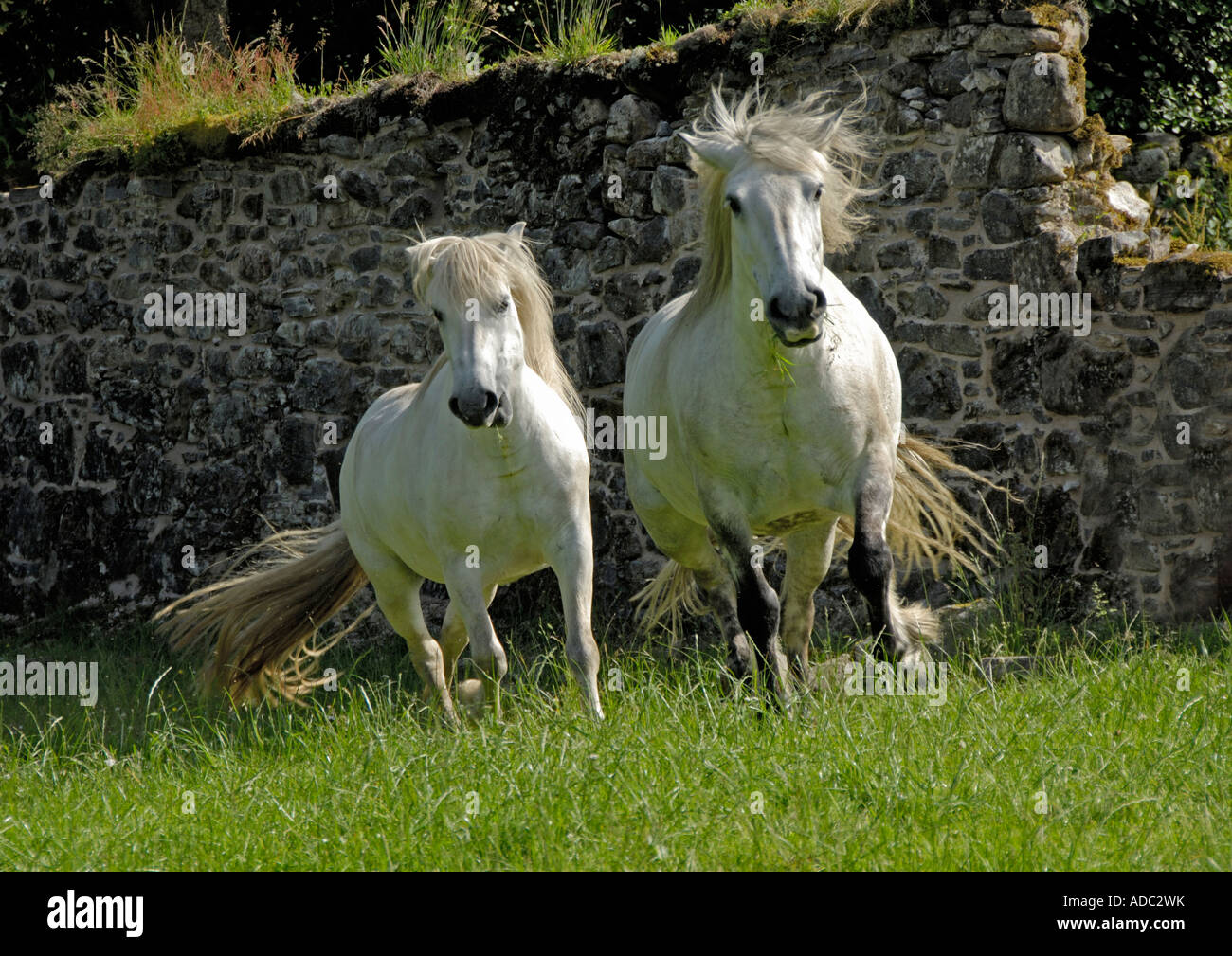 Grey Highland Ponys Trab. Lochletter Farm, Glen Urquhart, Invernesshire, Schottland, U. Ich l , Europa. Stockfoto