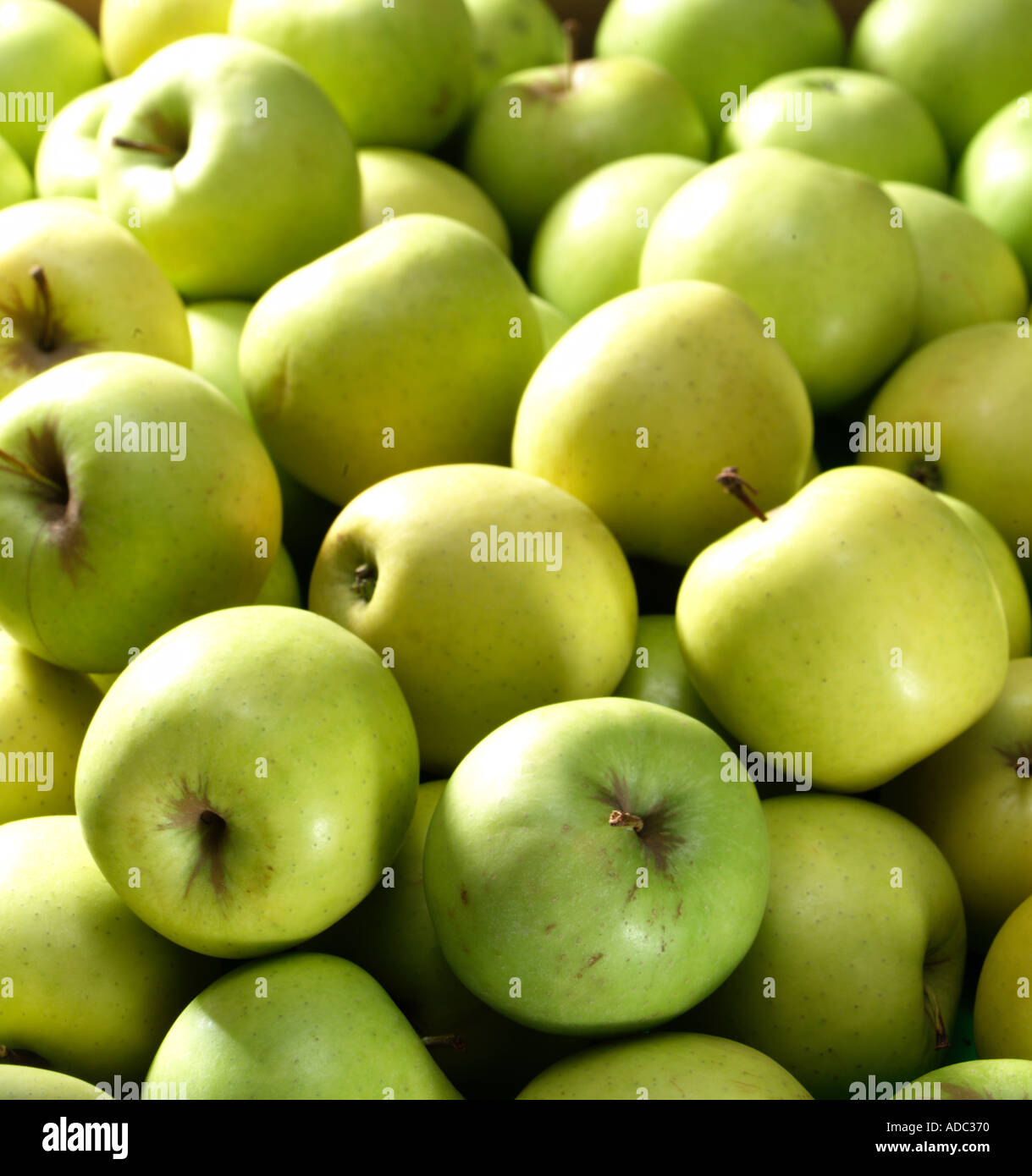 Beschnittzugabe Schuss Gruppe von Äpfeln Stockfoto