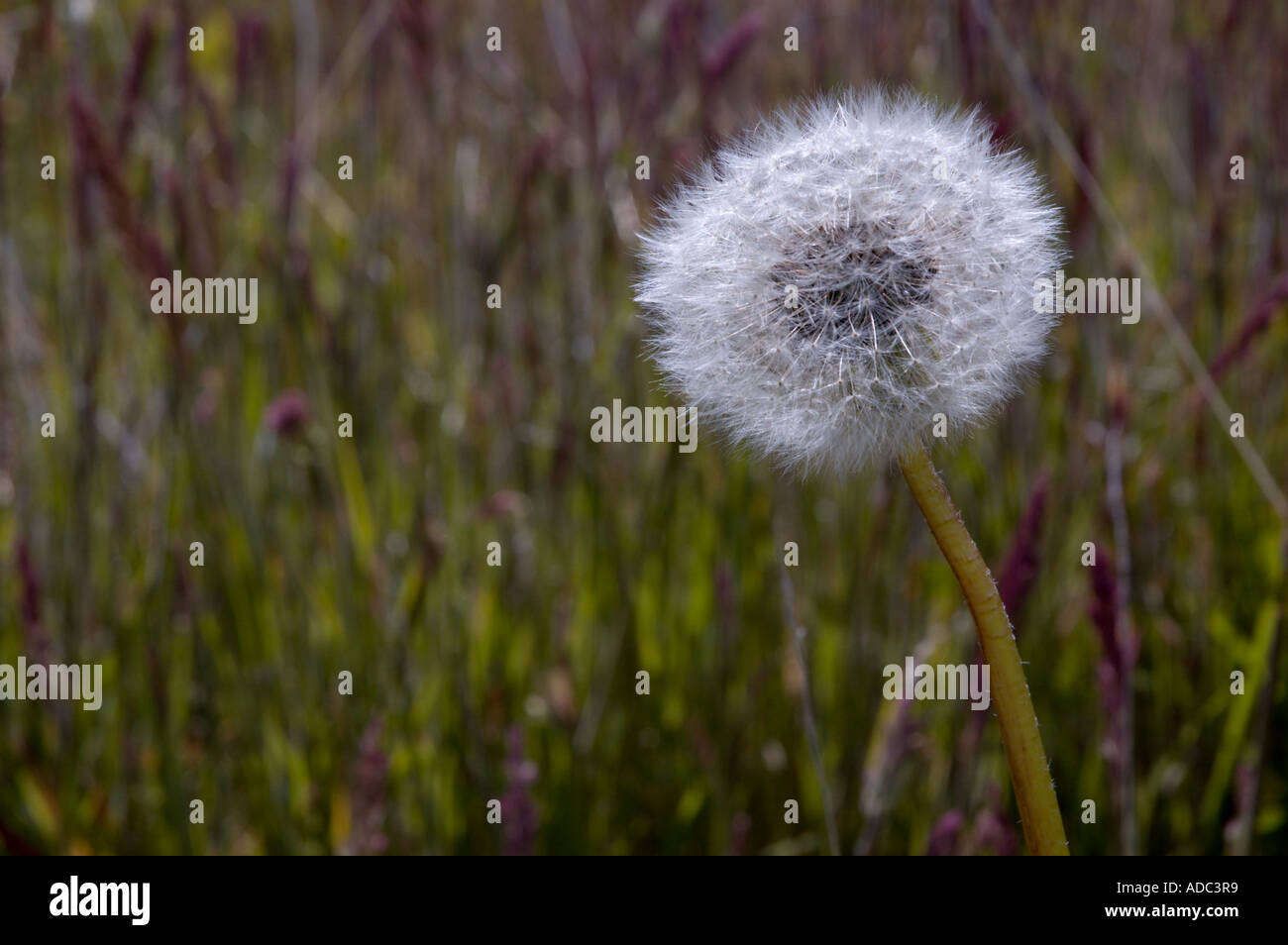 Löwenzahn (Taraxacum) Dandaelion Stockfoto