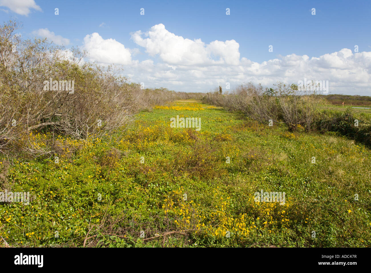 Grasbewachsenen Feuchtgebiete in Emeralda Marsh in der Nähe von Leesburg Florida USA Stockfoto