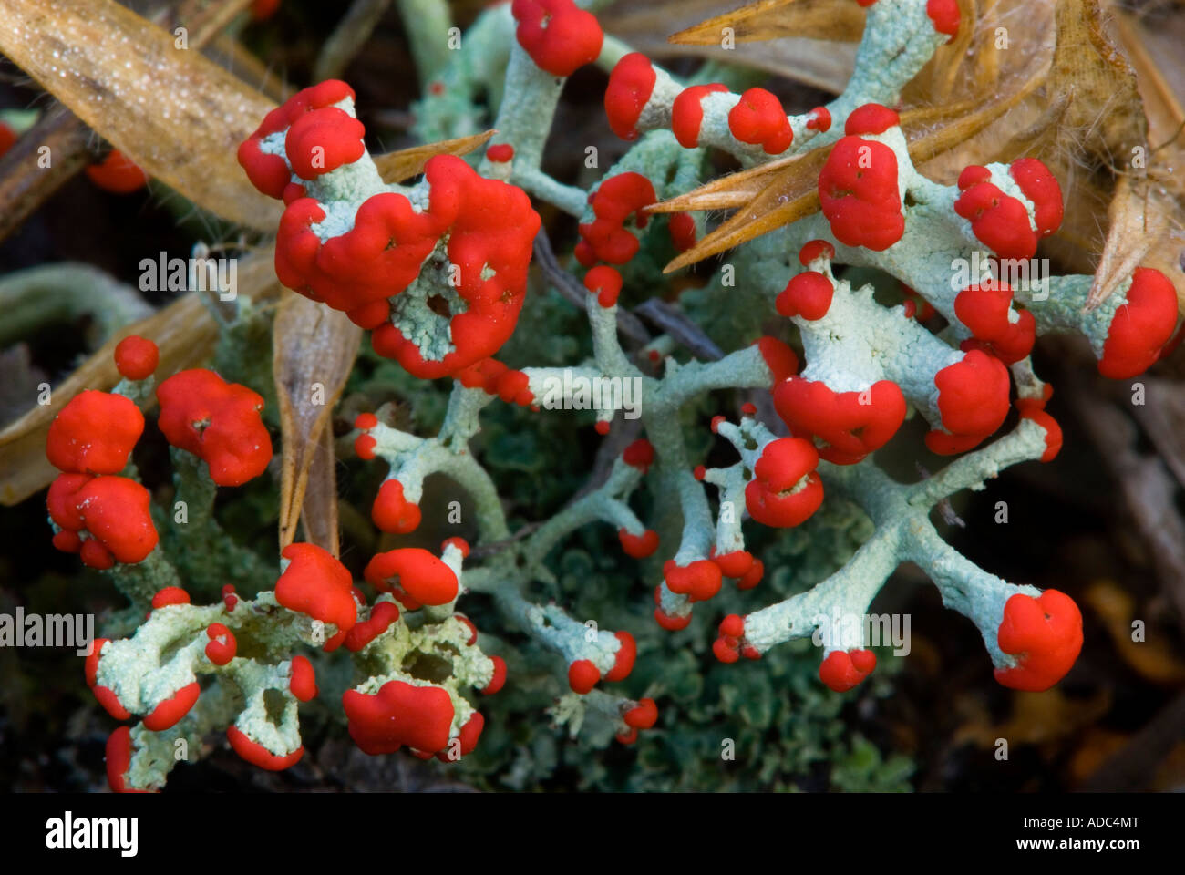 Britischer Soldat Flechten (Cladonia Cristatella) Fruchtkörper, Greater Sudbury, Ontario, Kanada Stockfoto