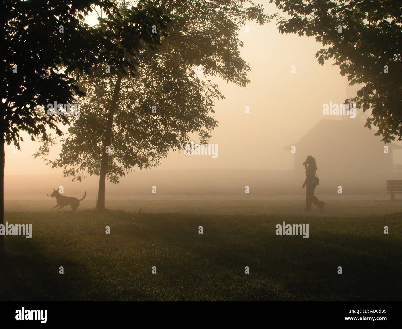 Ausübung des Hunds Stockfoto