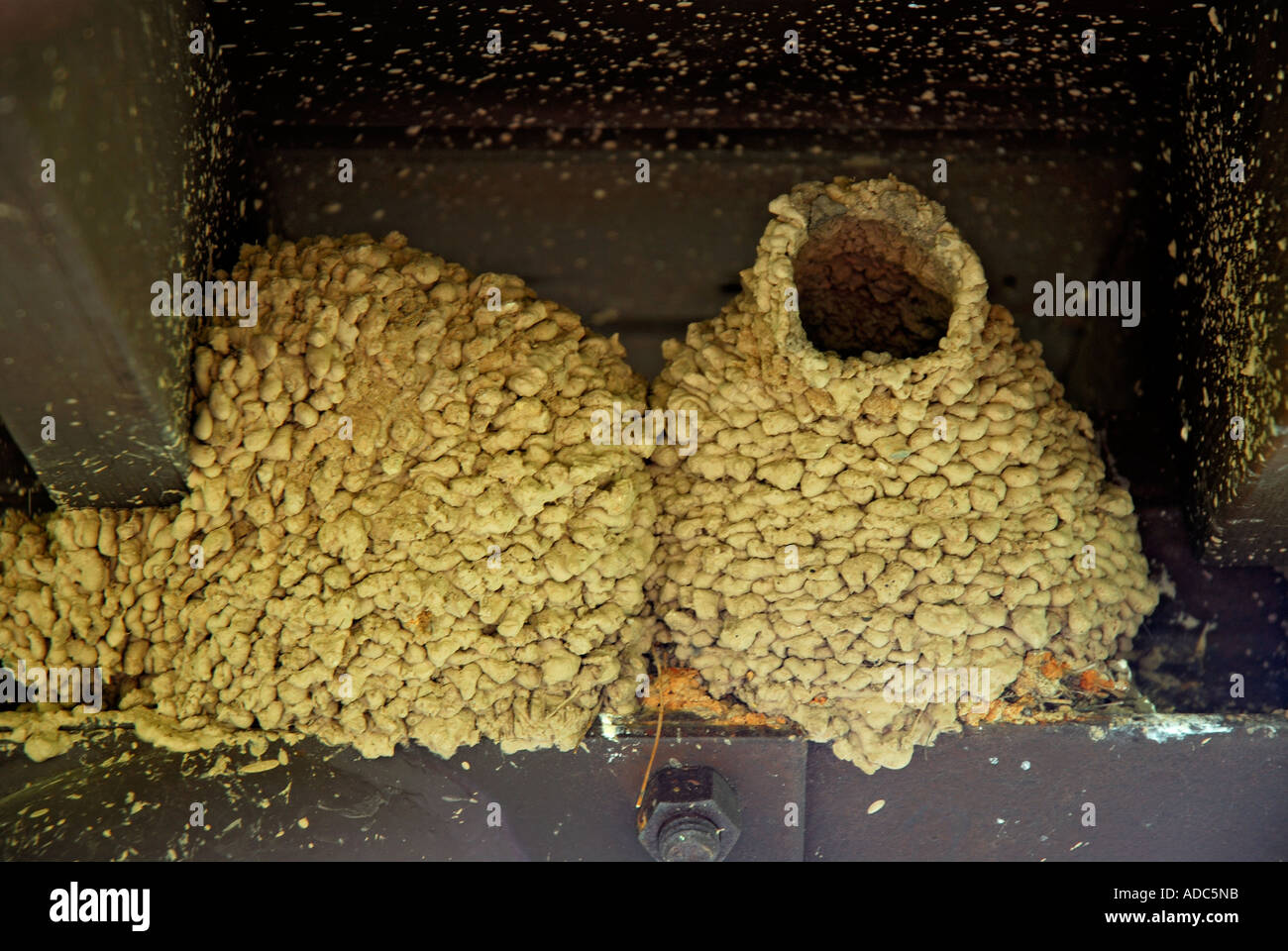 "Nest einer Klippe Schwalbe, Plumas County" Stockfoto