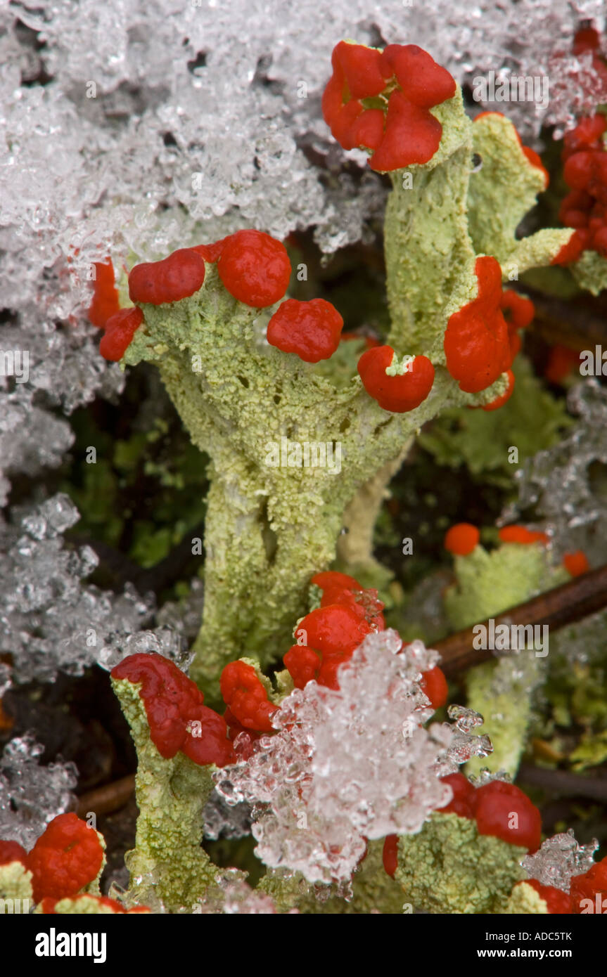 Britischer Soldat Flechten (Cladonia cristatella) Kolonie mit Fruchtkörper und leichter Schnee, Greater Sudbury, Ontario, Kanada Stockfoto