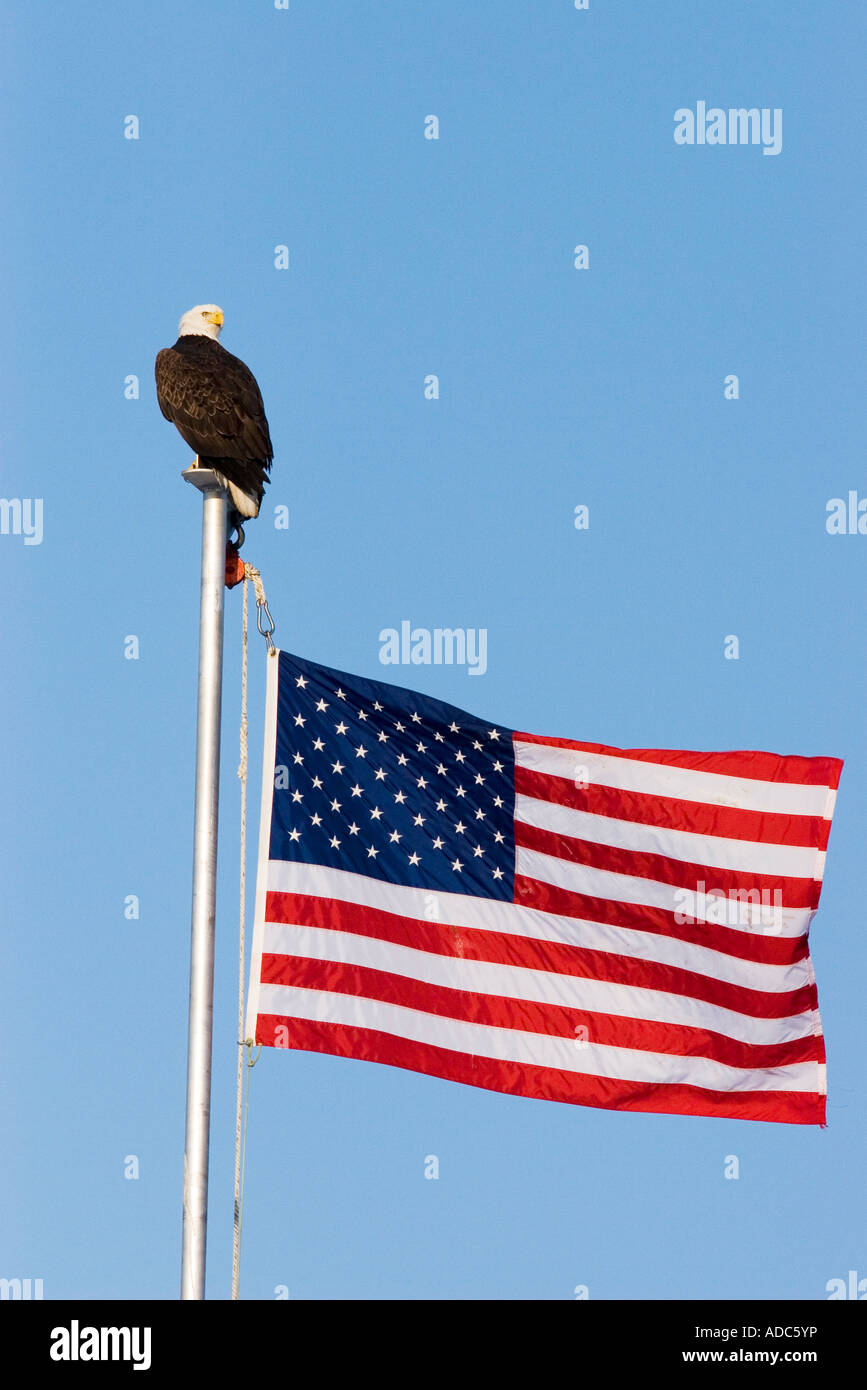 Weißkopfseeadler Haliaeetus Leucocephalus Homer ALASKA USA Februar Erwachsene mit amerikanischen Flagge Stockfoto