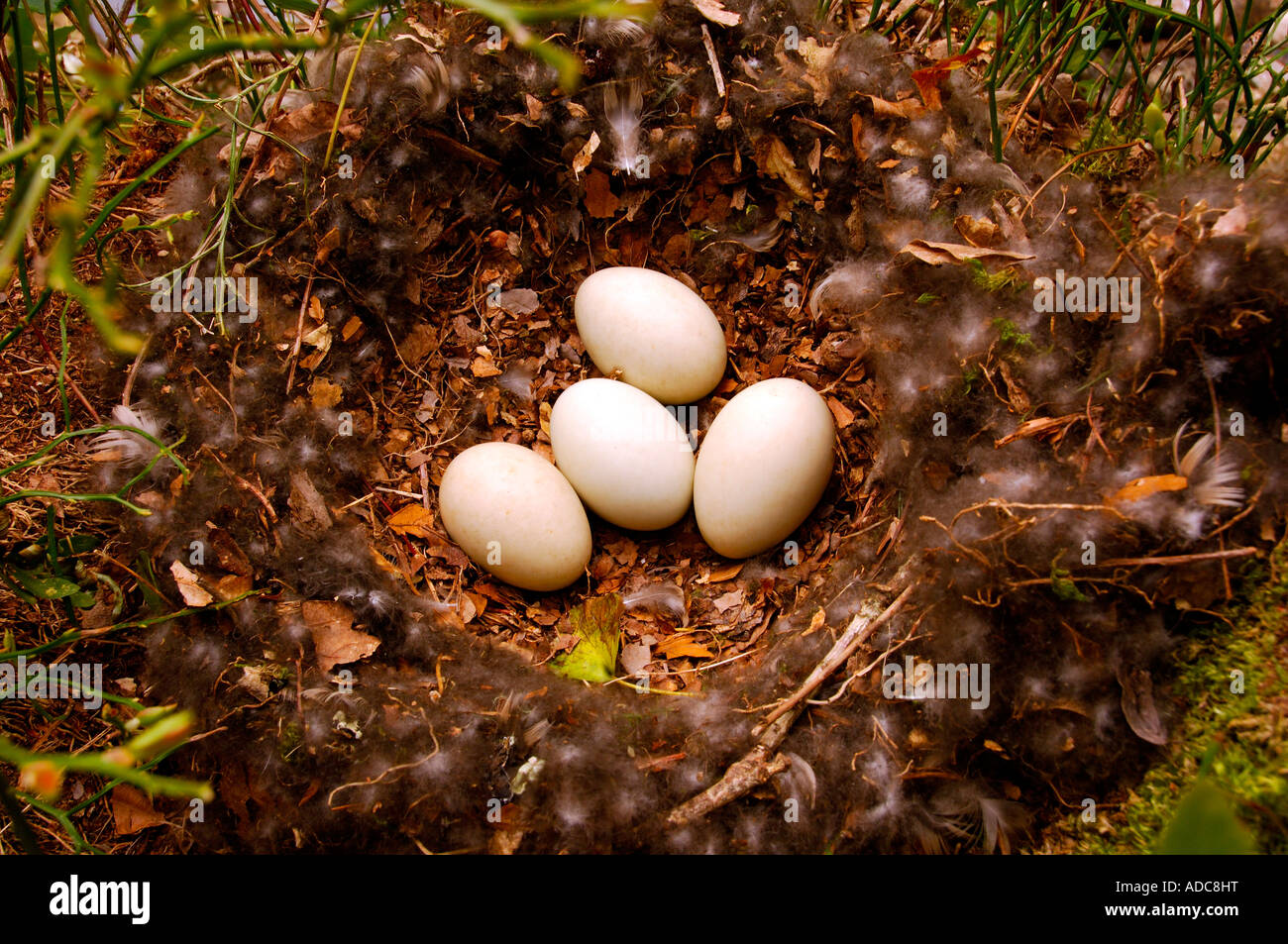 Vier große Enteneier in einem Nest aus Federn Blätter und Zweige Stockfoto