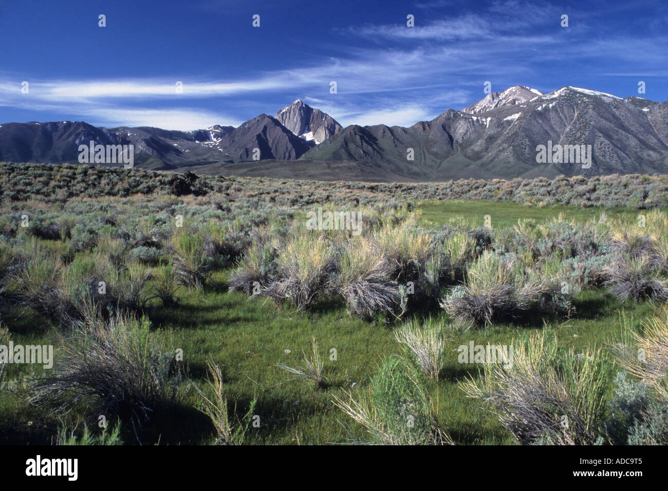 Mount Morrison und Sherwin Range überragen Beifuß in der östlichen Sierra Nevada, Inyo National Forest, Kalifornien, USA Stockfoto