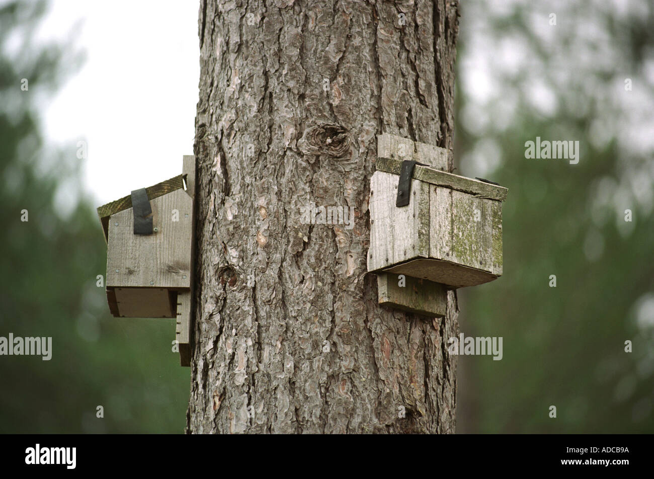 Fledermauskästen an einem Baum befestigt Stockfoto