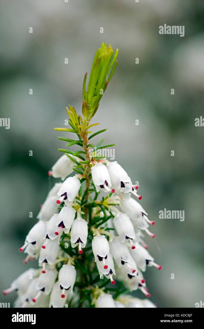 Nahaufnahme eines Clusters von Blumen von weißen Heidekraut Erica Arborea alpine Stockfoto