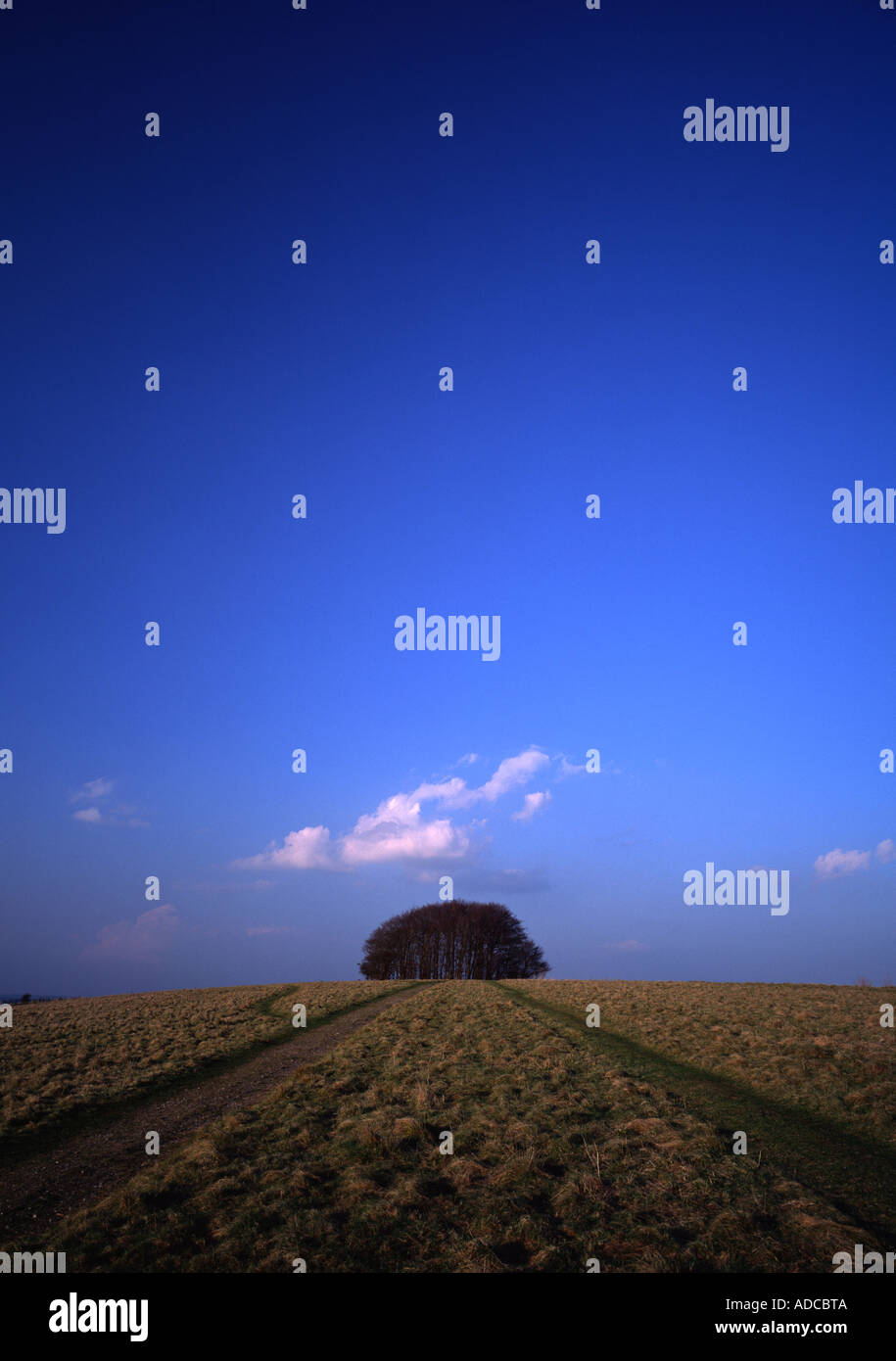 Isolierte Baum Wäldchen mit blauen Himmel und Grass Hang Cranborne Chase, Dorset, England, Vereinigtes Königreich, Europa mit weißen Wolke über Bäume Stockfoto