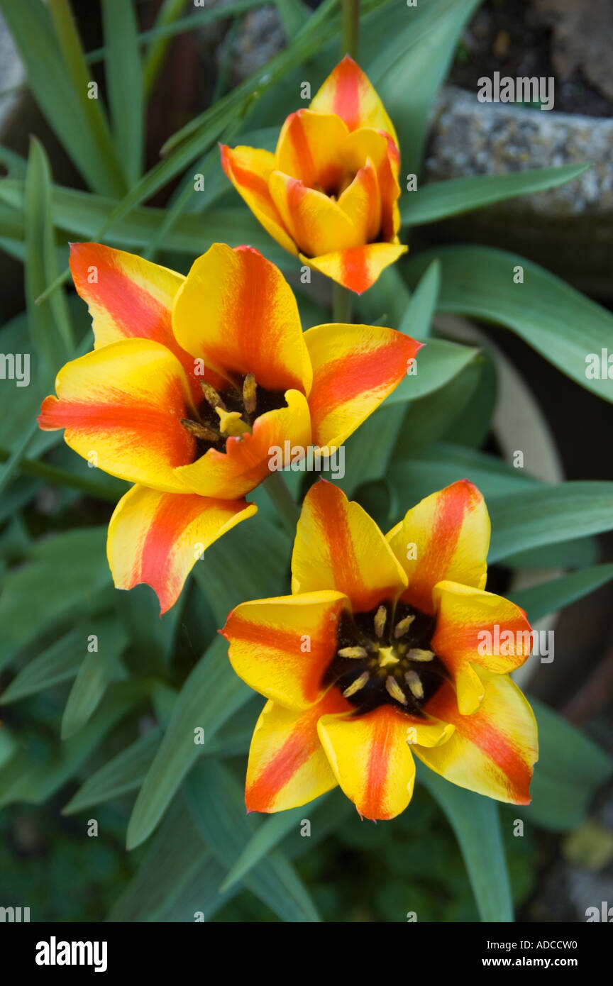 Drei Tulpen Blütenköpfchen rot und gelb bunt Stockfoto