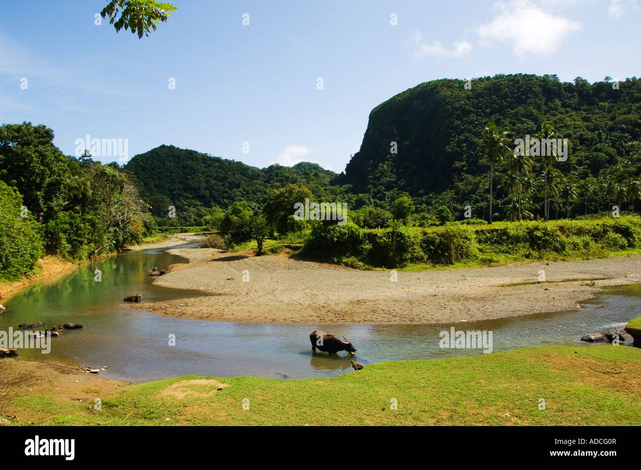 Bicol Camarines Sur Caramoan Nationalpark Carabao Ox im Fluss Abkühlung im Mittag Sonne Stockfoto