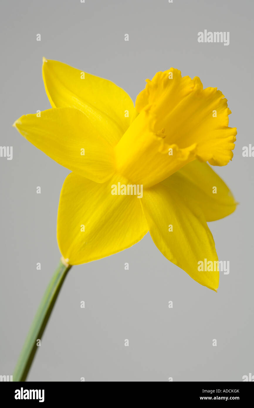 Gelbe Narzisse vor grauem Hintergrund Stockfoto