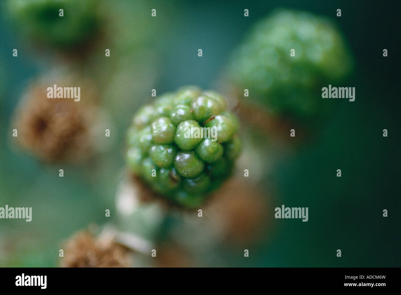 BlackBerry-Busch, close-up der unreifen Beeren Stockfoto
