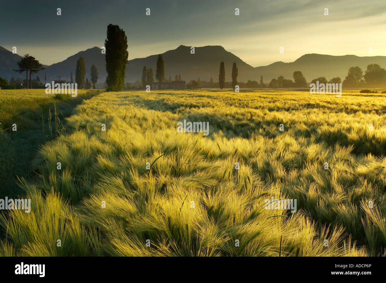 Morgendämmerung in ein Gerstenfeld in der Nähe von Gubbio Umbrien Italien NR Stockfoto