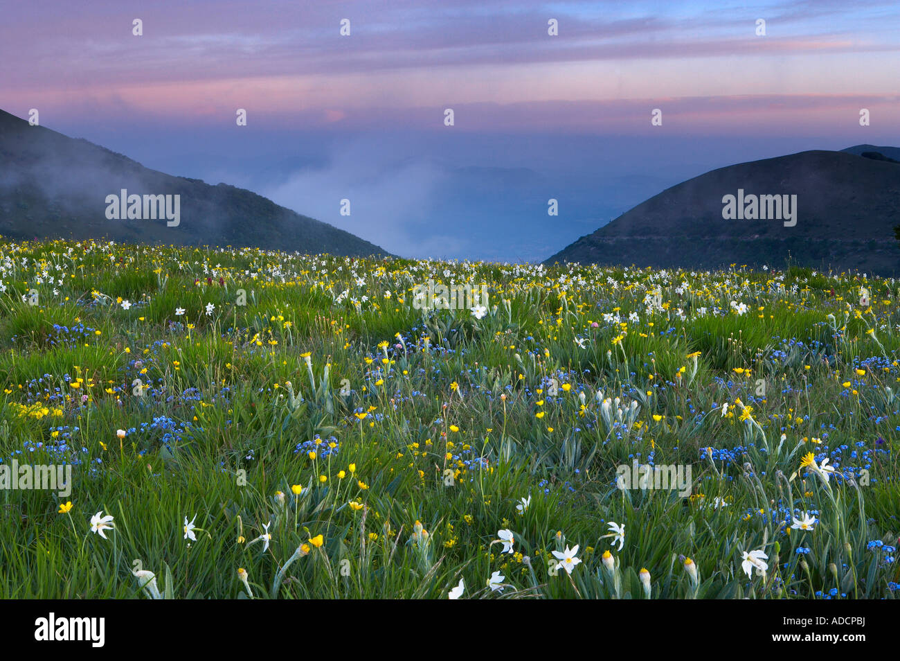wilde Blumen wachsen die Forca Canapine Monti Sibillini Nationalpark Umbrien Italien NR Stockfoto
