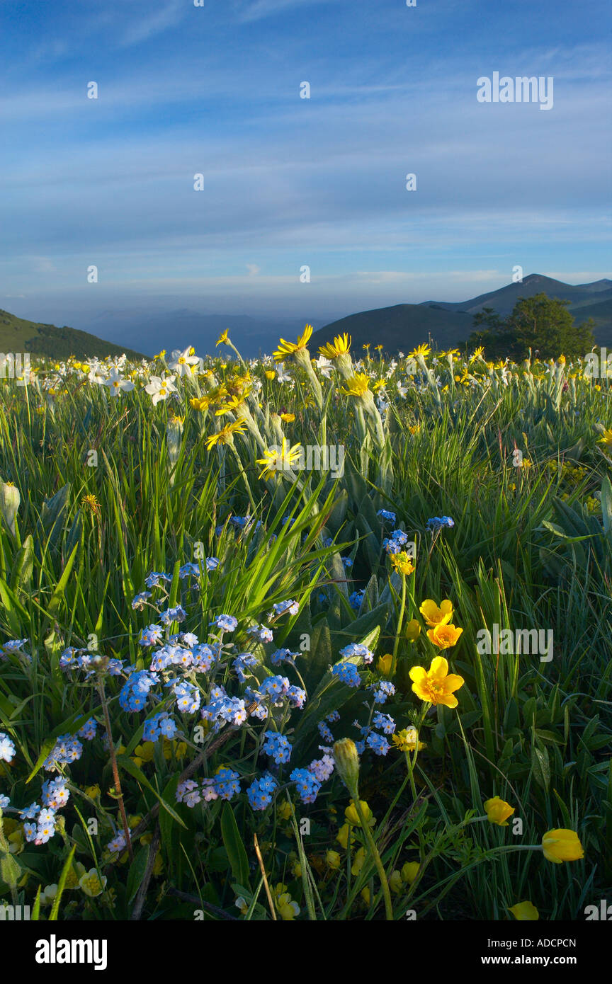 wilde Blumen wachsen die Forca Canapine Monti Sibillini Nationalpark Umbrien Italien NR Stockfoto