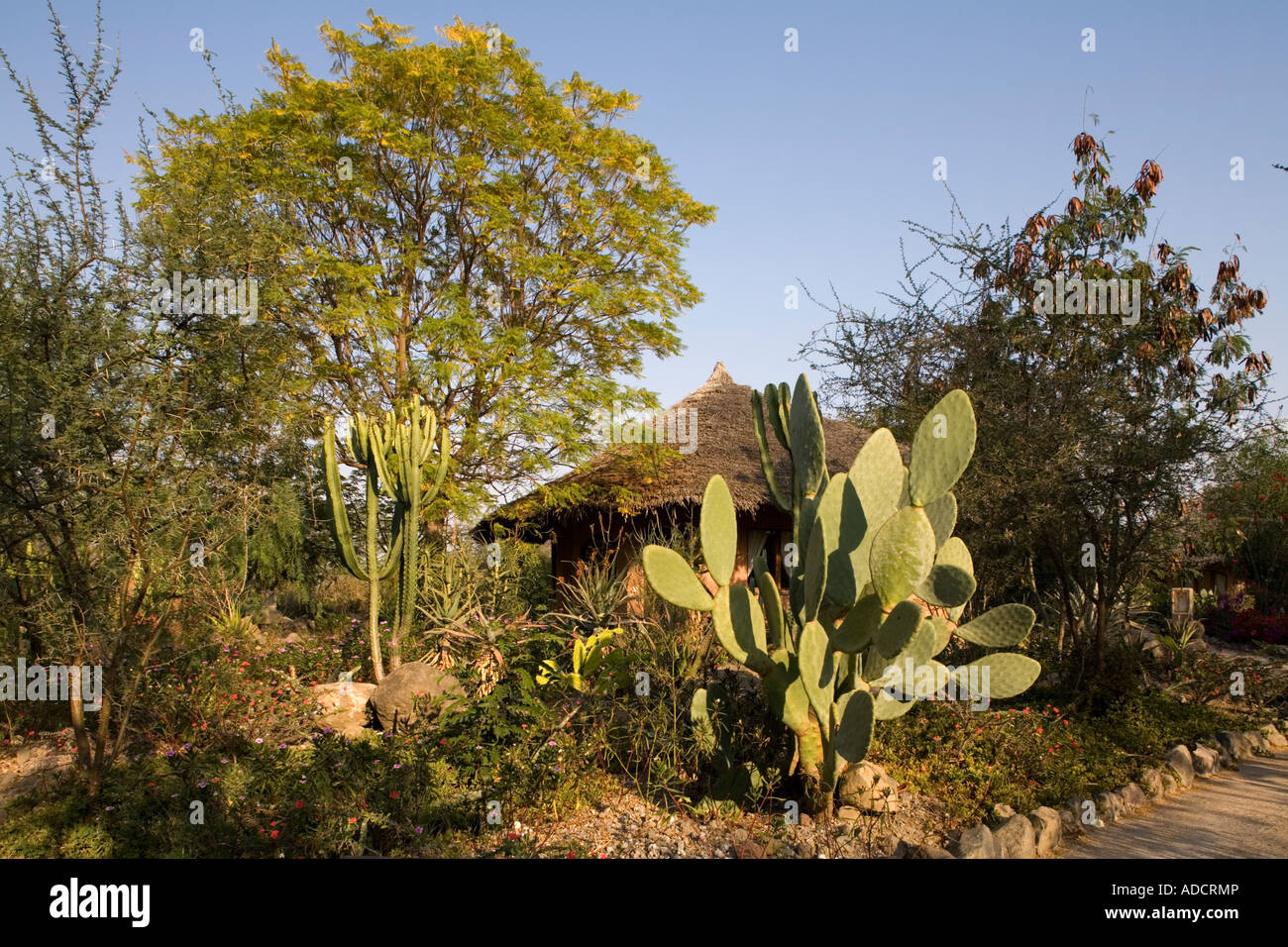 Afrika-Tansania-Arusha-Wüste Pflanzen wachsen im KIA Lodge am Kilimanjaro International Airport Stockfoto