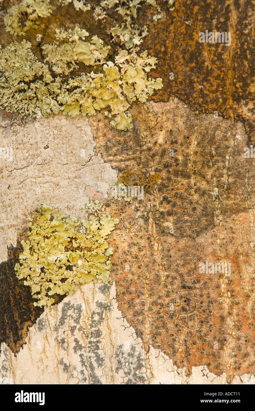 Flechten Muster auf Baumstamm Rinde Hobbs Bay Galapaguera Galapagosinseln Ecuador Südamerika Stockfoto