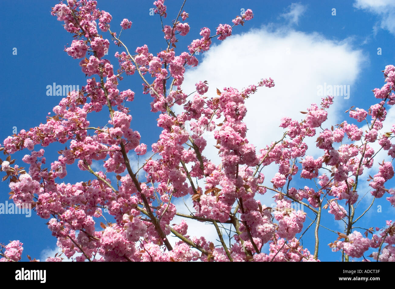Kirschbäumen in voller Blüte Stockfoto