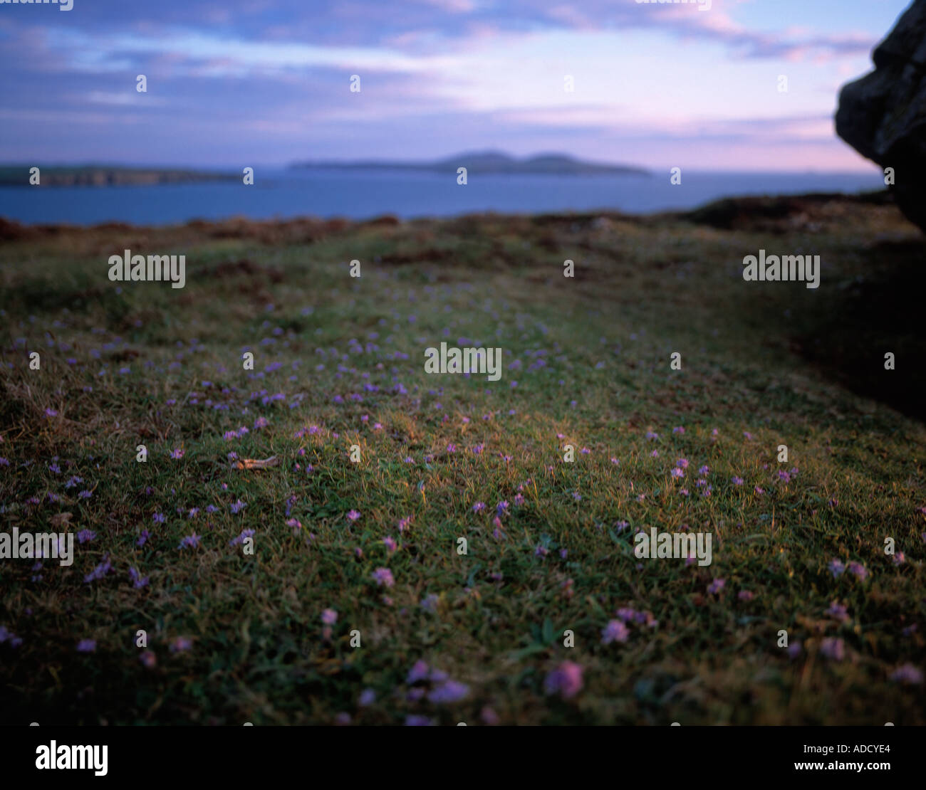 St. Davids Kopf Pembrokeshie Wales UK Stockfoto