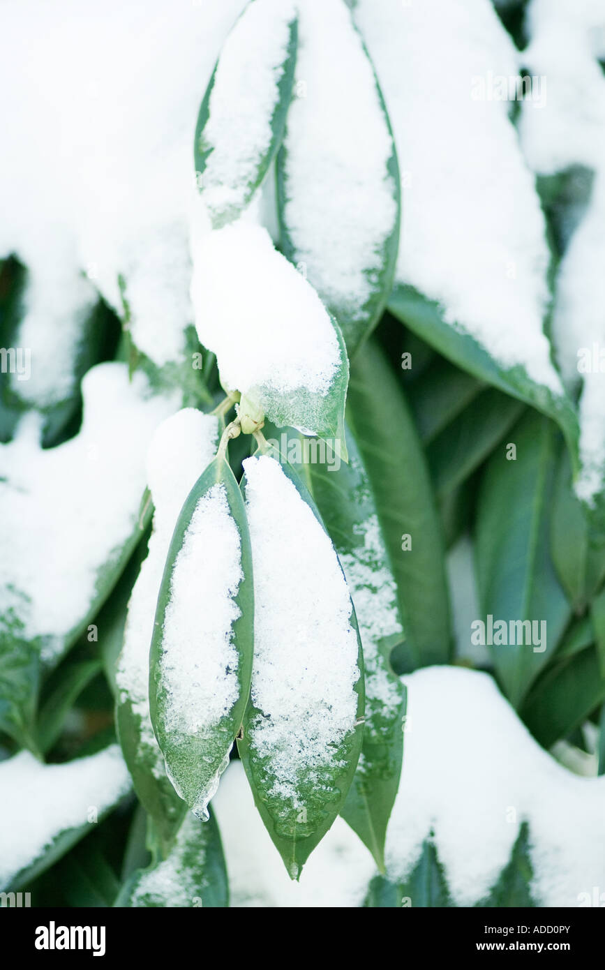 Schnee-bedeckten Blätter Stockfoto