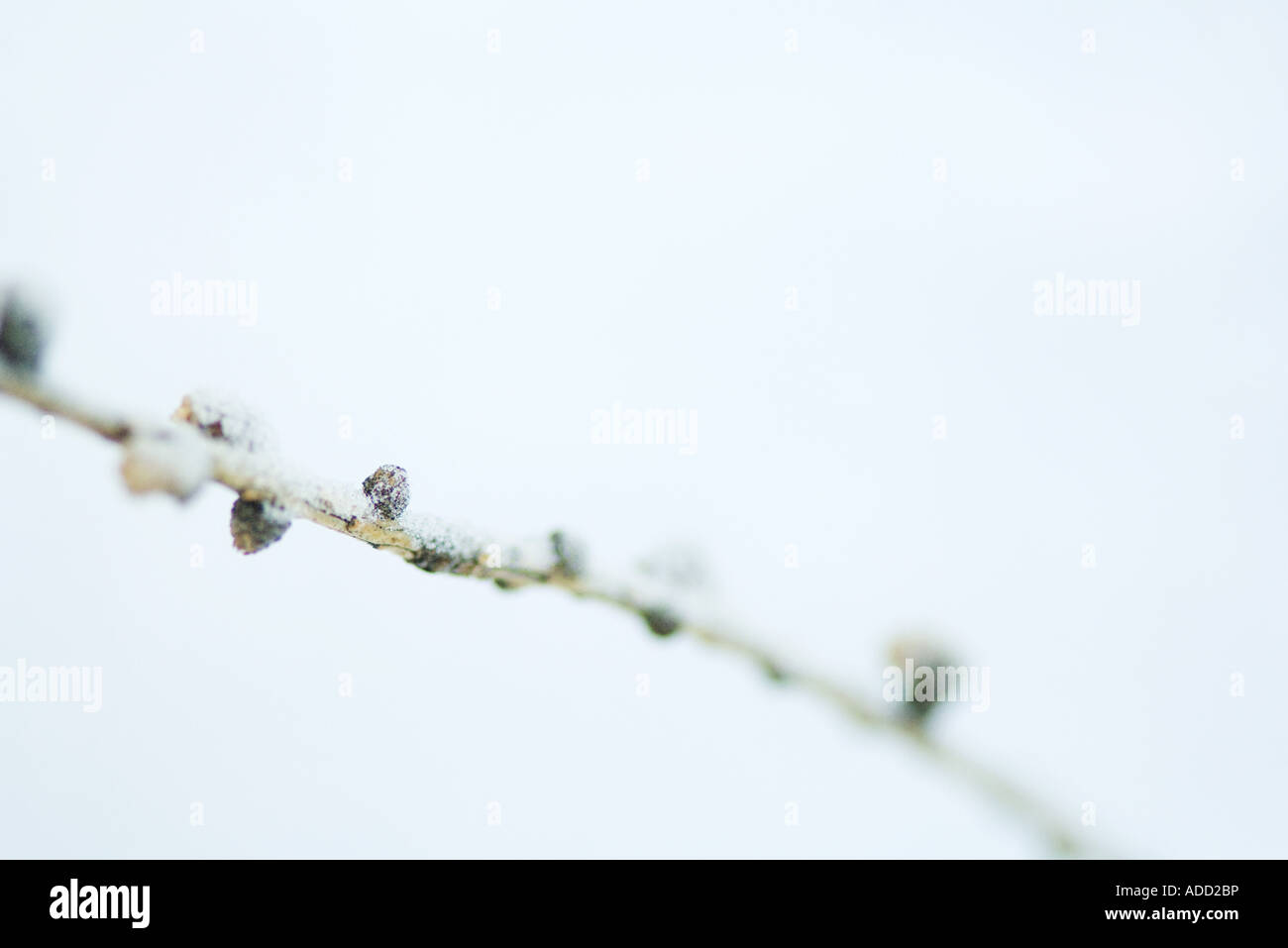 Zweig im Schnee Stockfoto