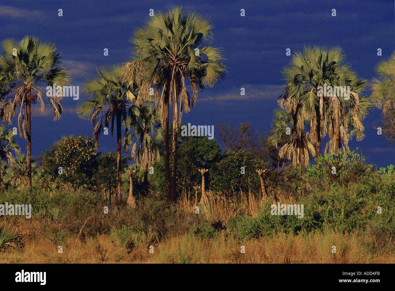 Herde Giraffen unter Palmen im Moremi National Park Botswana Afrika Stockfoto