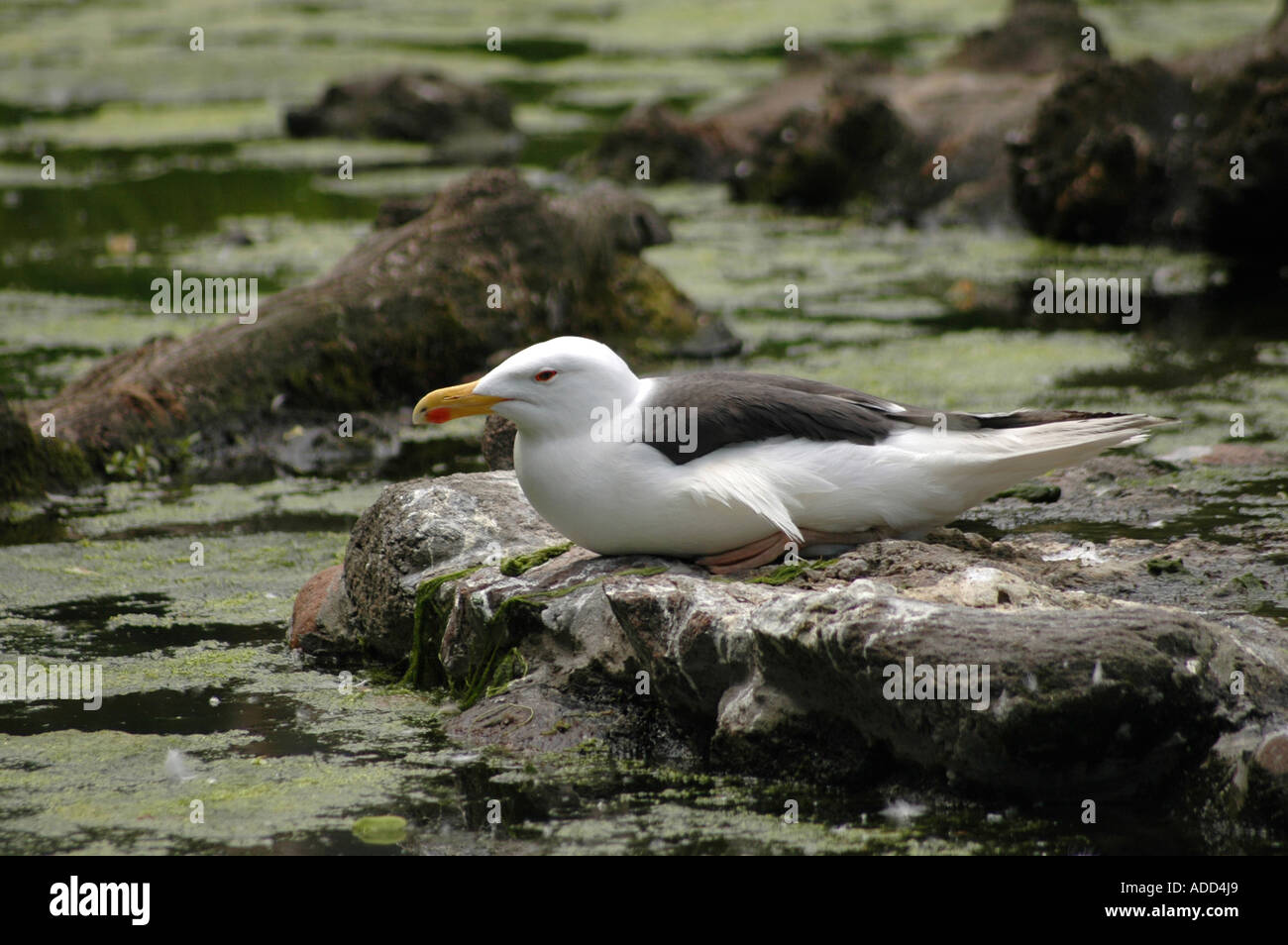 Weniger schwarz-unterstützte Möve Larus Fuscus auf einem Felsen sitzen Stockfoto