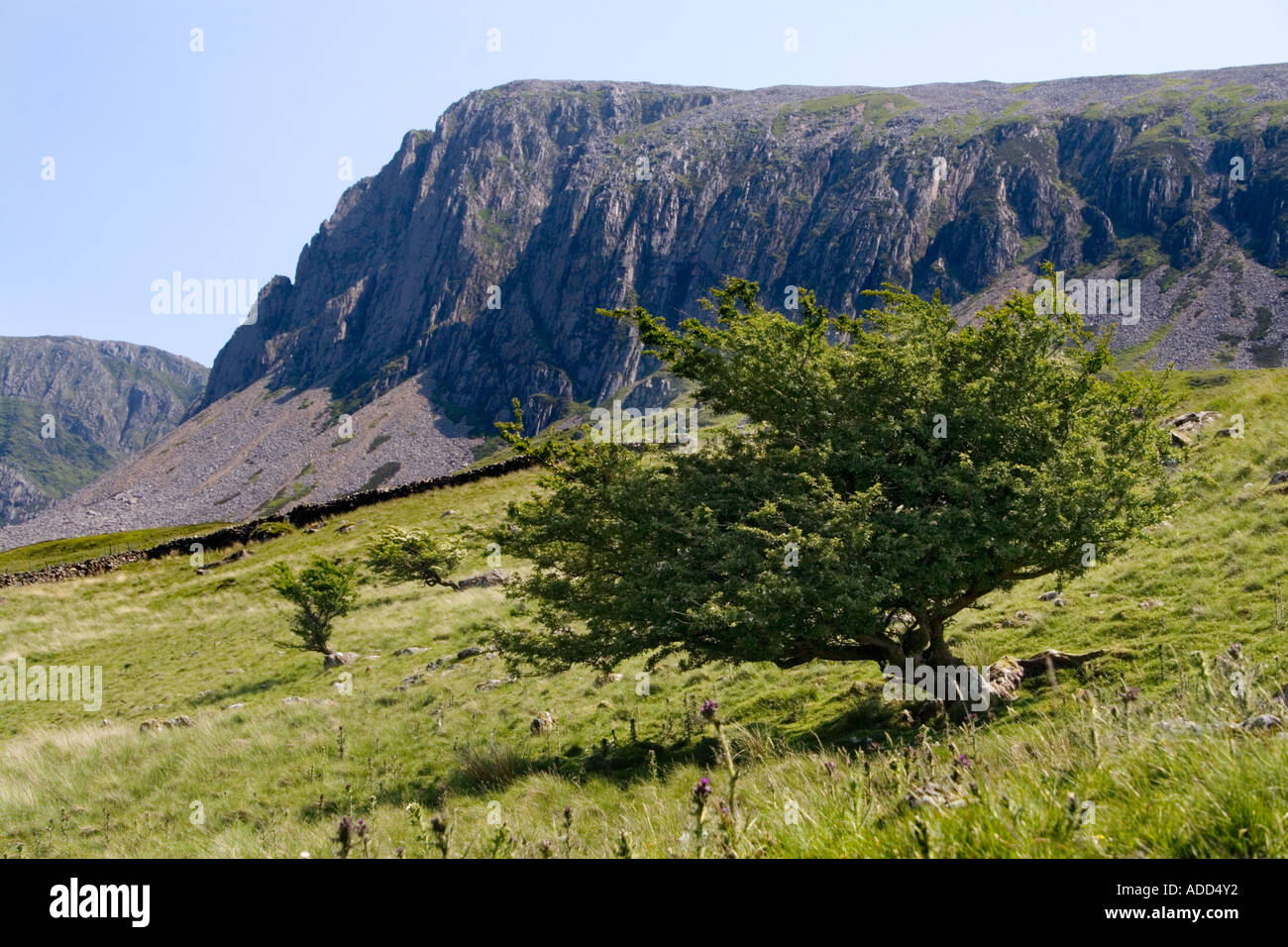 Cadair Idris nahe Ortszentrum Gwynedd Wales Stockfoto