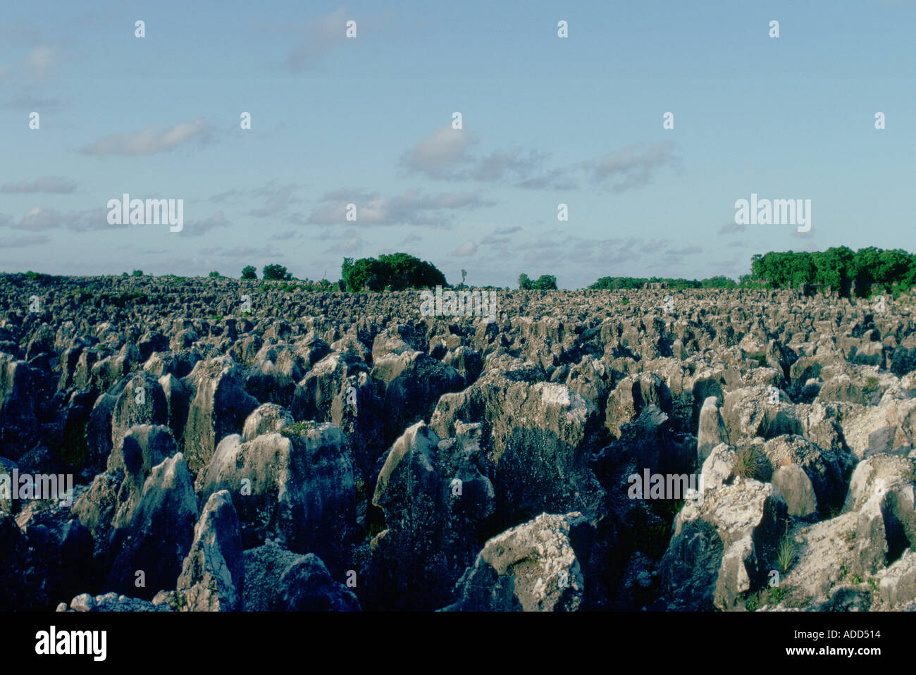Phosphat-Dnger-Felder auf der Insel Nauru in der Sdsee ausgearbeitet  Stockfotografie - Alamy