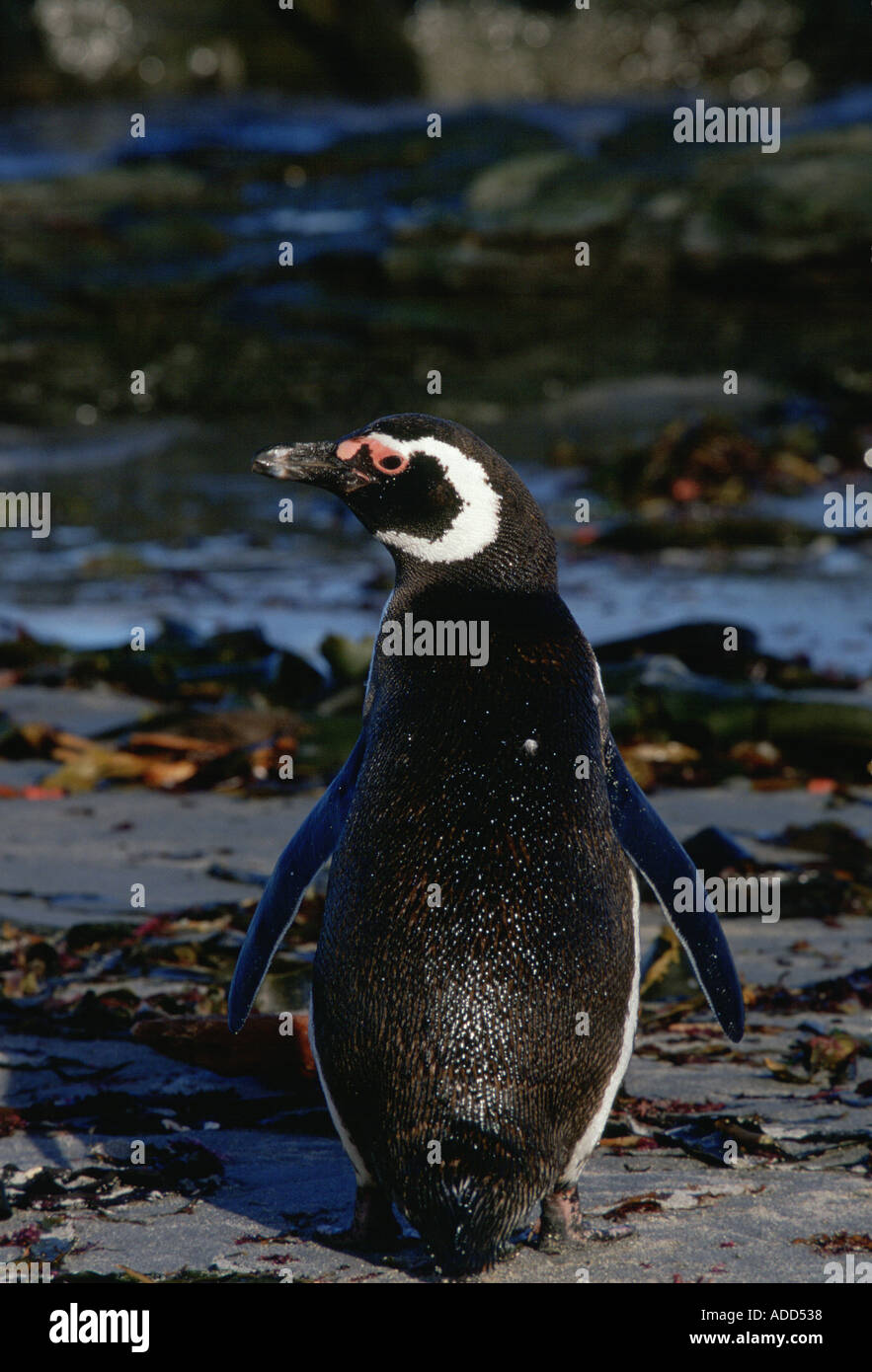 Magellanic Penguin mit natürlichem Öl auf Federn im Sea Lion Insel Falkland-Inseln South Atlantic Stockfoto