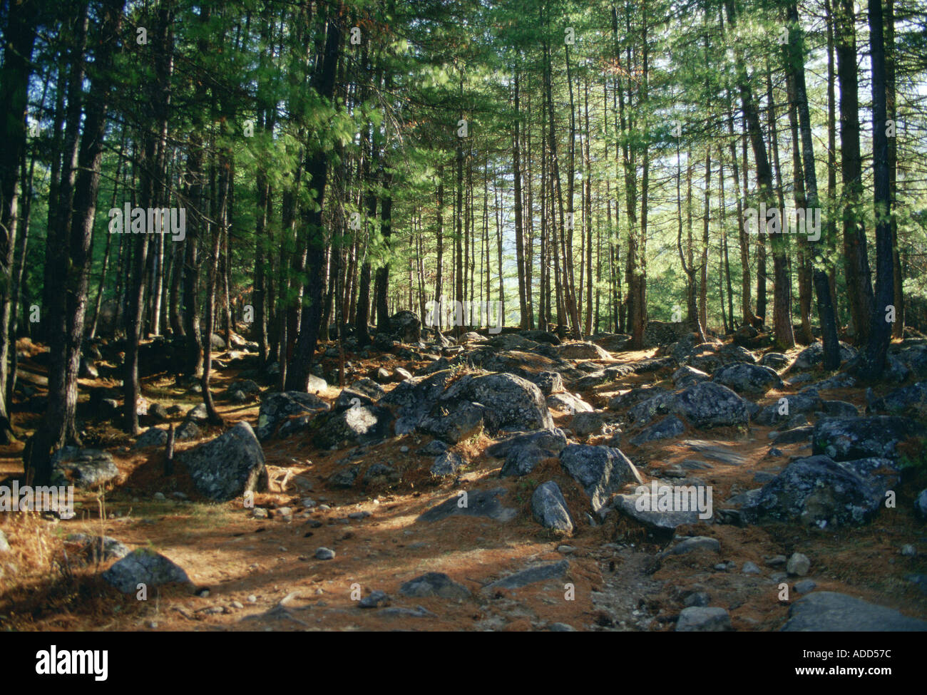 Gefleckte Sonnenlicht durch Bäume in einem Wald-Szene in Bhutan Stockfoto