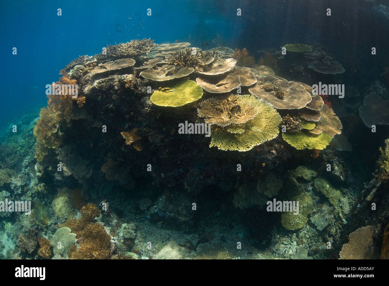 Ein wunderschönes Korallenriff wächst in der perfekte Bedingungen, die durch die Untiefen von Raja Ampat, Indonesien angeboten. Stockfoto
