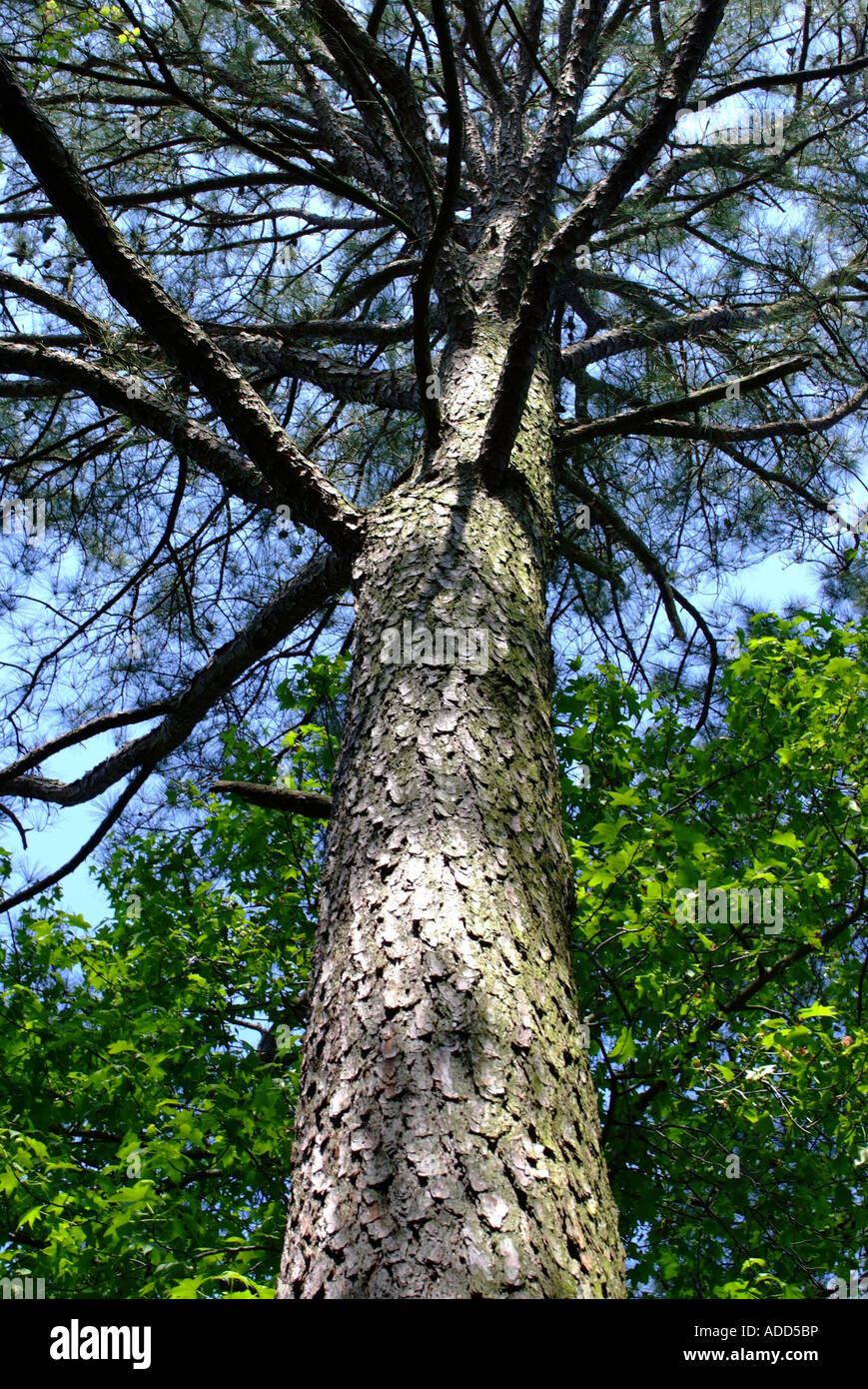 Teich Kiefer [Pinus Serotina] im First Landing State Park in der Nähe von Virginia Beach Virginia USA Amerika Stockfoto
