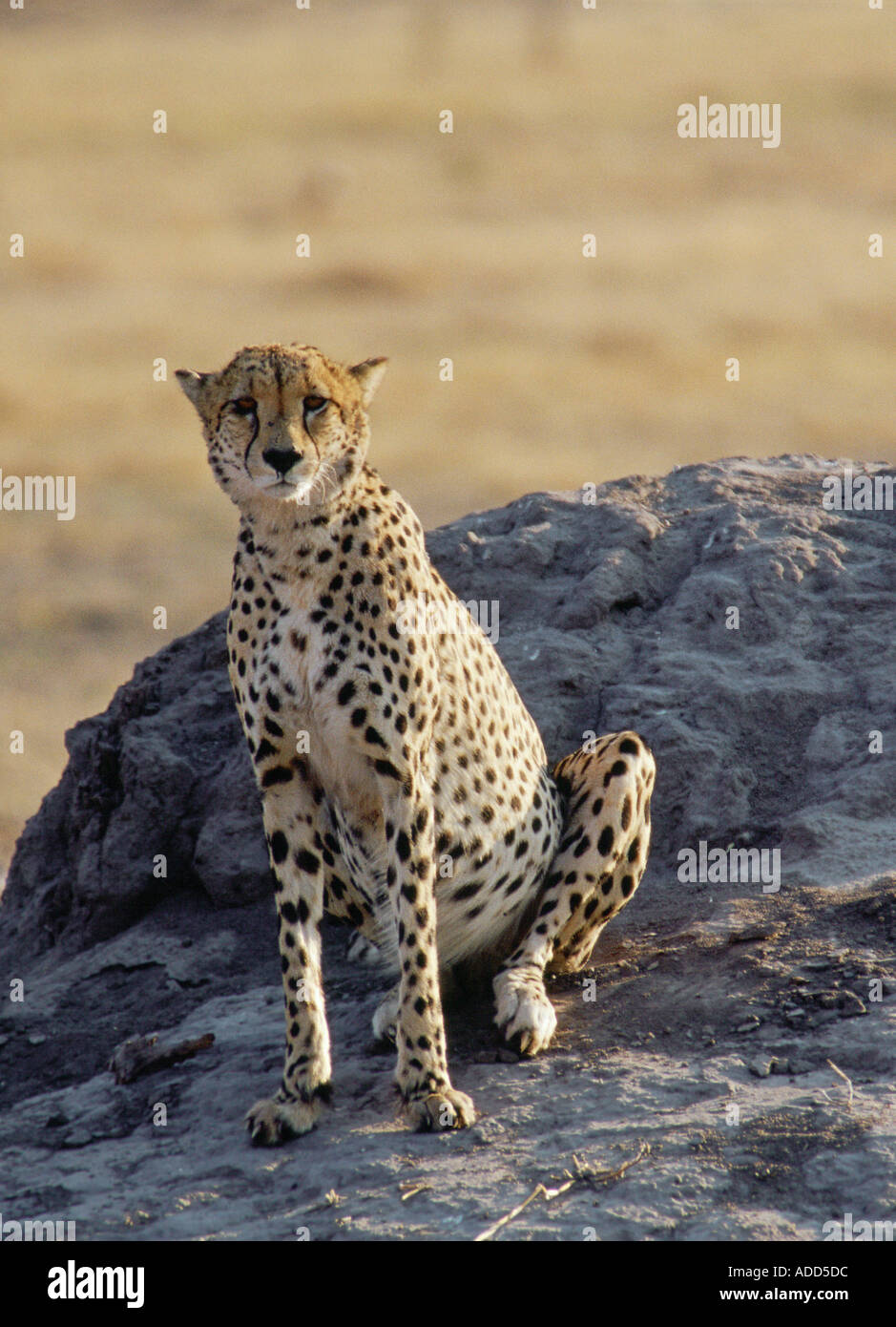 Mit einem alten Termite-Hügel um zu sehen für die Annäherung an die Beute in Moremi National Park Botswana Afrika Gepard Stockfoto