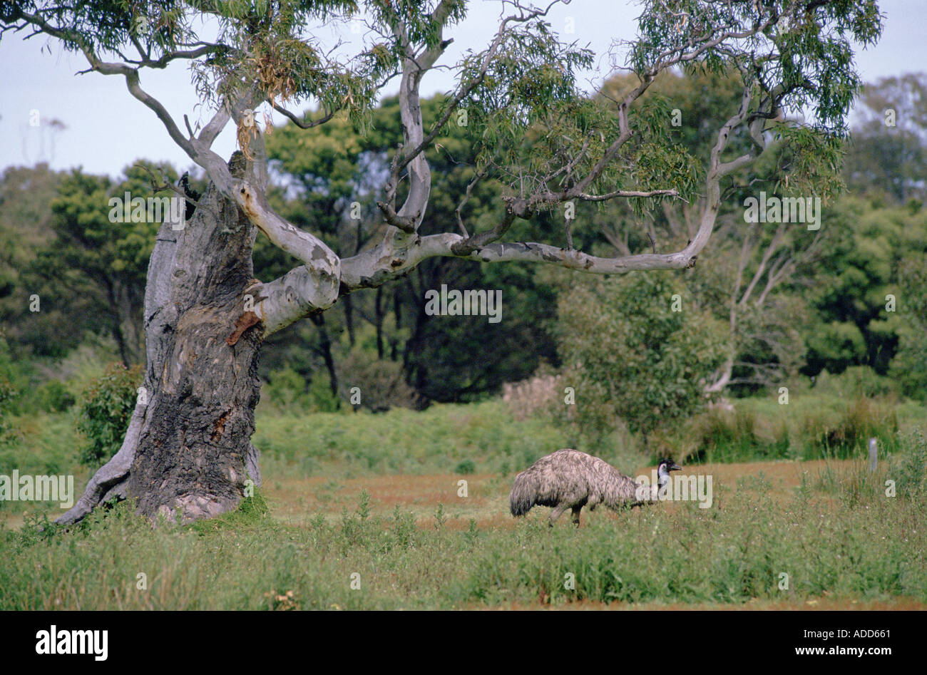 WWU roaming in den australischen Busch Stockfoto