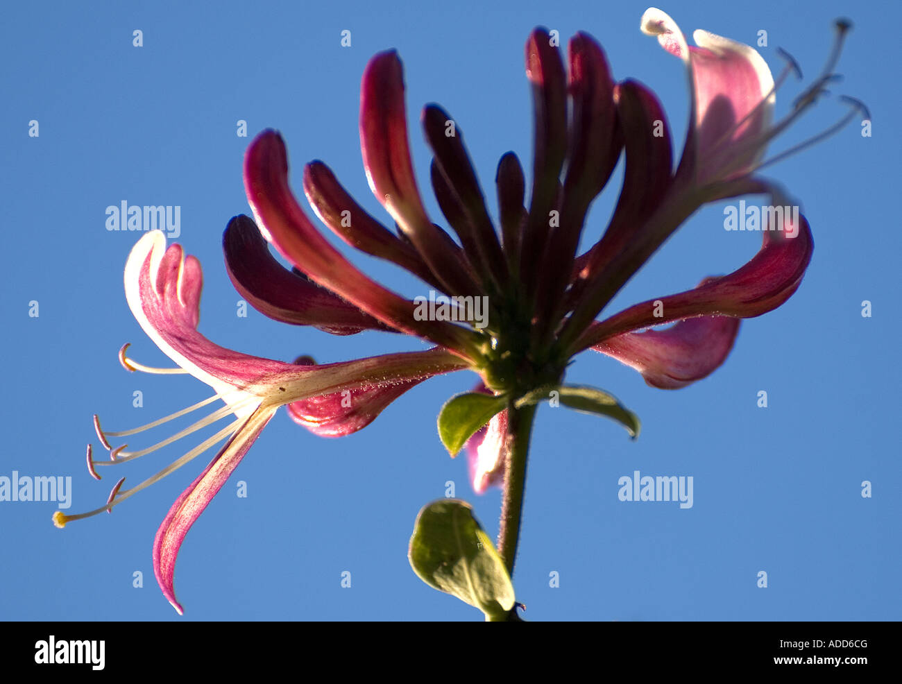 Sidelit duftenden Blüten der einheimischen Britsih Geißblatt vor einem wolkenlosen blauen Himmel Stockfoto